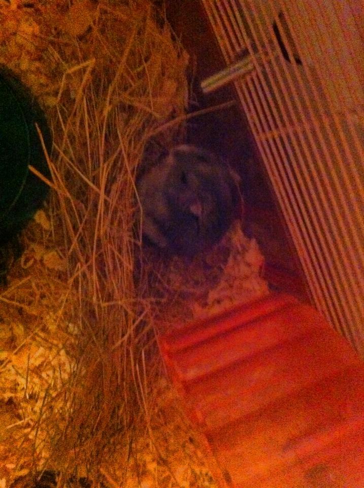 Dværghamster Piv - Her markere hun at hun ikke gider at kæle mere den dag billede 6