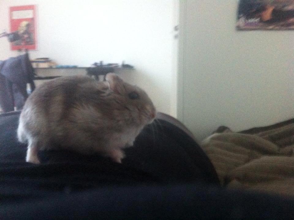 Dværghamster Piv - Hun hopper løs på min mave billede 7