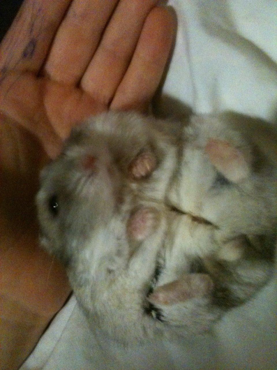 Dværghamster Piv - Af en eller anden grund elsker hun at ligge på ryggen billede 8