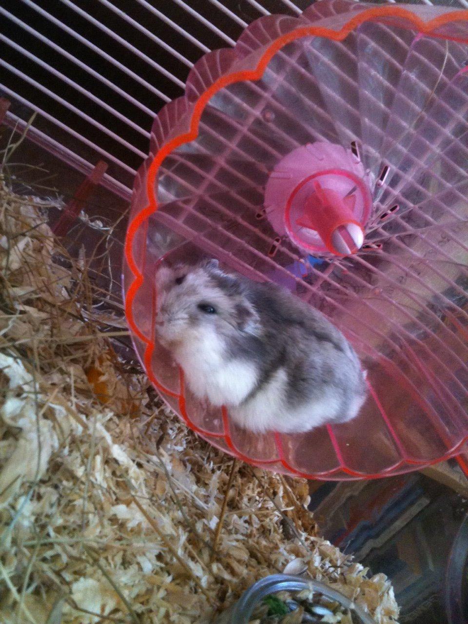 Dværghamster Piv - Piv elsker sine hjul (hun har flere) i hjulene bliver der sovet, løbet, spist, tisset, lejet og overvåget i. billede 9