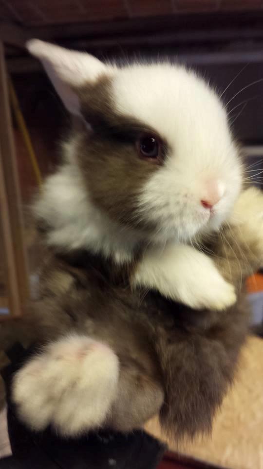 Kanin Bumle billede 2