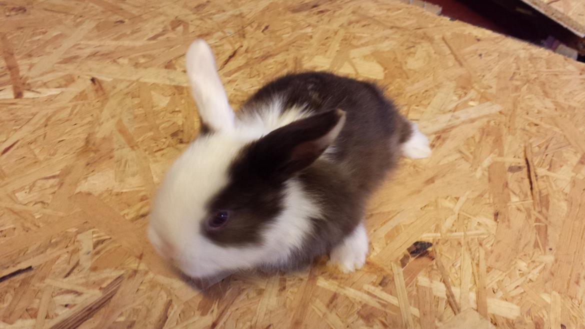Kanin Bumle billede 9