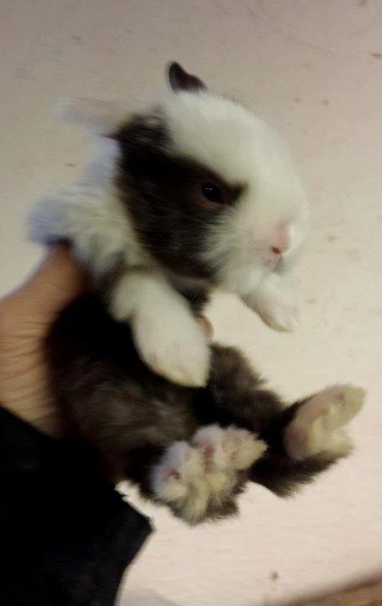 Kanin Bumle billede 3