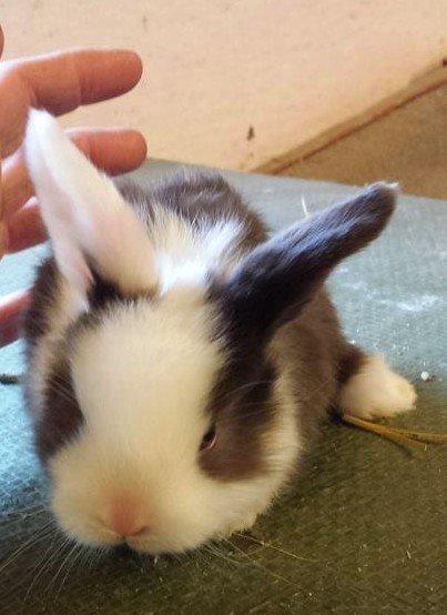 Kanin Bumle billede 27