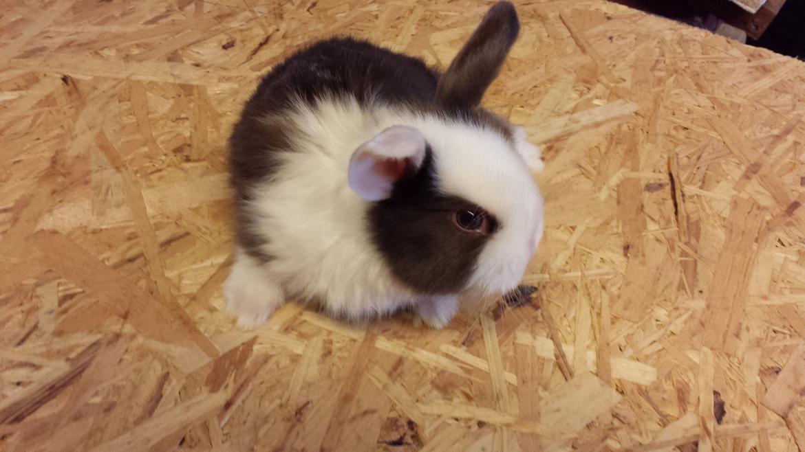 Kanin Bumle billede 16