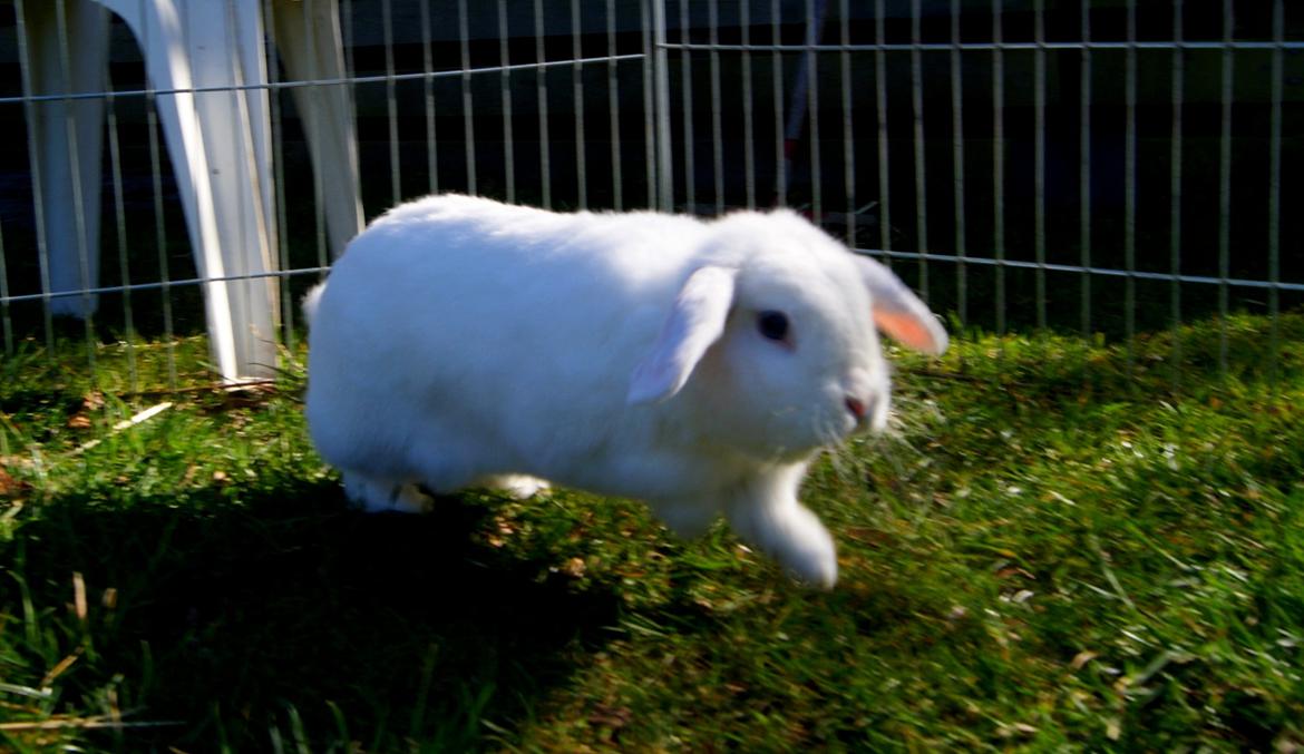 Kanin (DV) Bellissimo |Bellis| - Smukke Bellis <3 billede 1