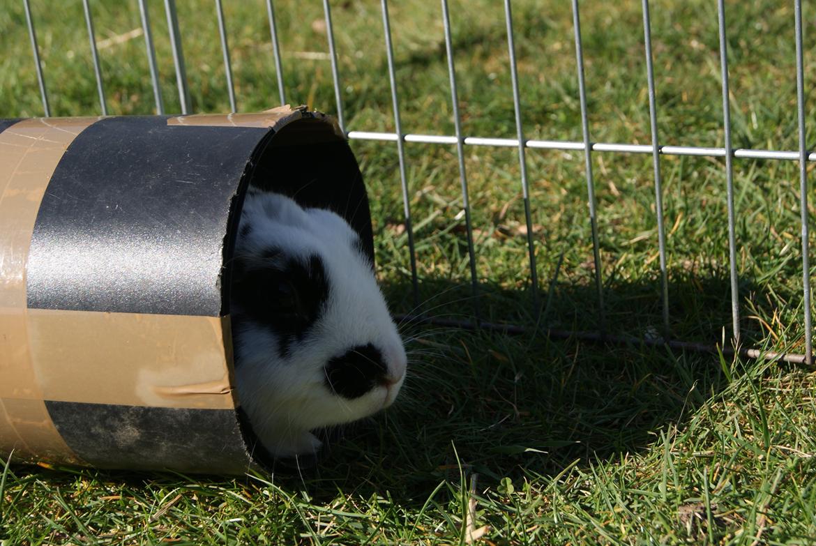 Kanin |DV| Aras´ Kasmira - På tur i røret :b billede 26