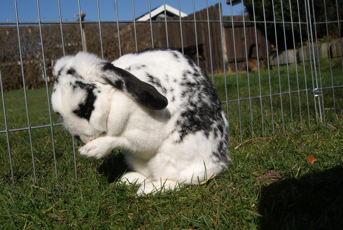 Kanin |DV| Aras´ Kasmira - Fine pigen :) billede 28