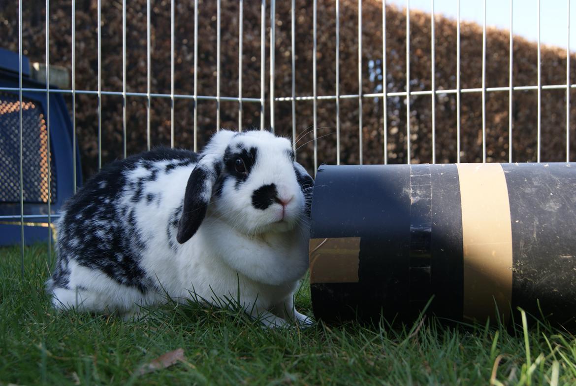 Kanin |DV| Aras´ Kasmira - Aras´ Kasmira :) billede 27