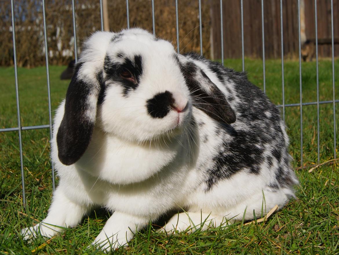 Kanin |DV| Aras´ Kasmira - Smukke Kasmira <3 billede 1