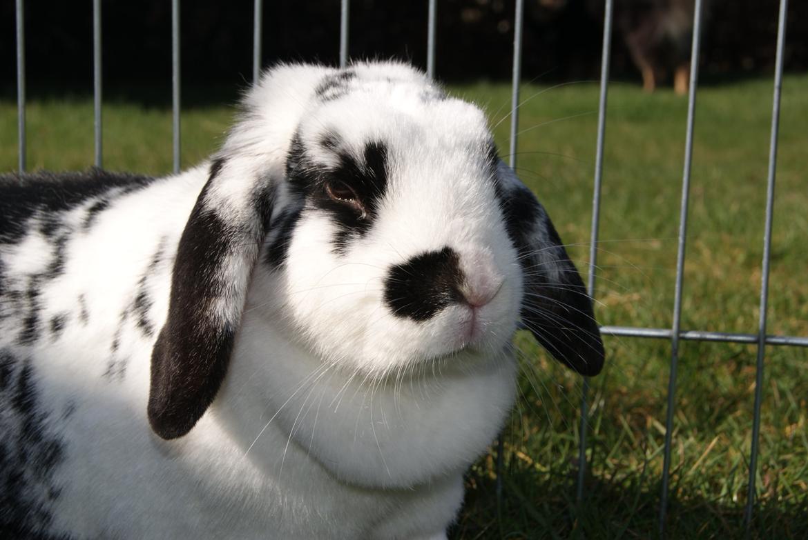 Kanin |DV| Aras´ Kasmira - Smukke Kasmira <3 billede 18