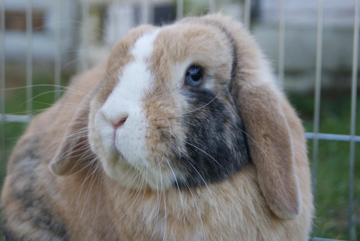 Kanin |DV| Aras´ Piccoli - Smukke Piccoli <3 billede 28