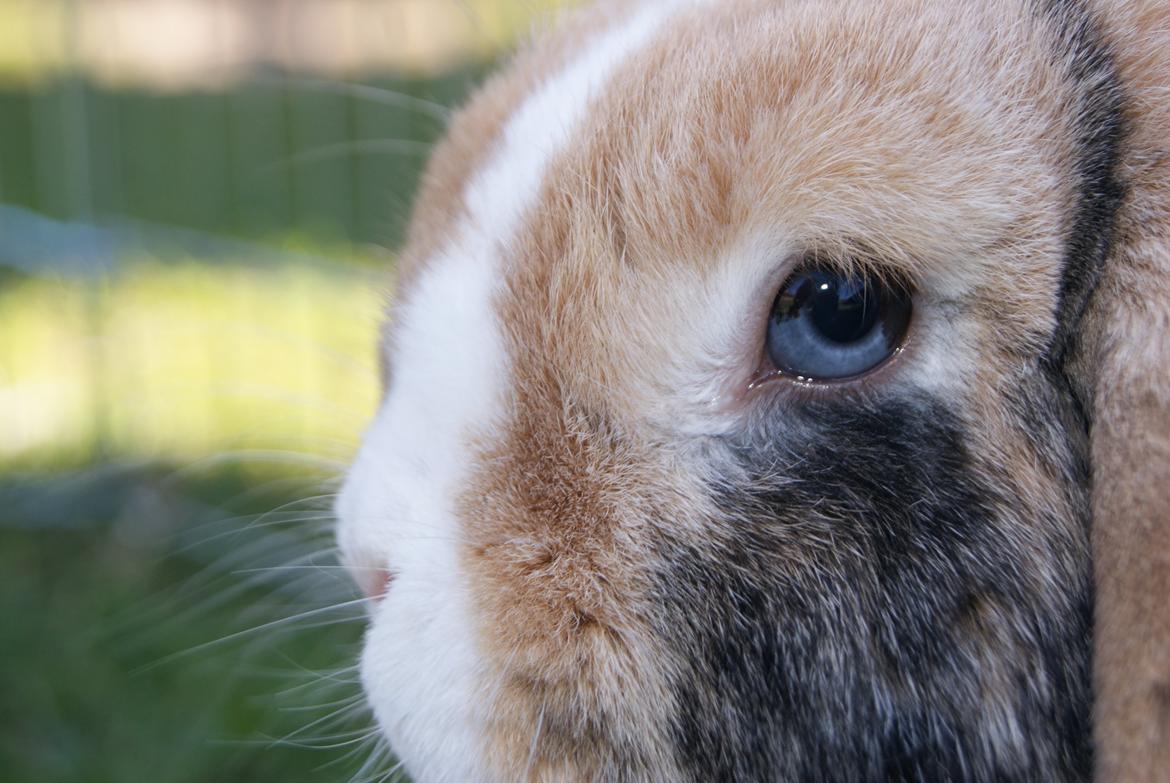 Kanin |DV| Aras´ Piccoli - Oddy eyes :)  billede 30