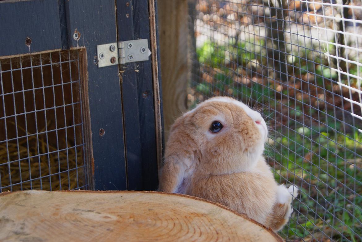 Kanin |DV| Aras´ Piccoli - Piccoli er kommet i glemme :b billede 23