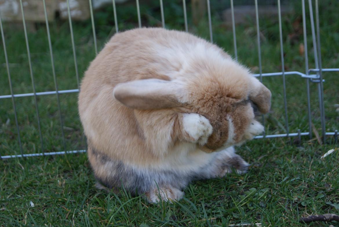 Kanin |DV| Aras´ Piccoli - Holder sig for kæmpe ørene :b billede 29