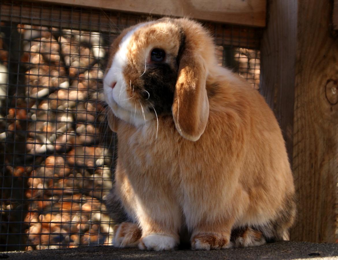 Kanin |DV| Aras´ Piccoli - Charmetrold! :)   billede 2