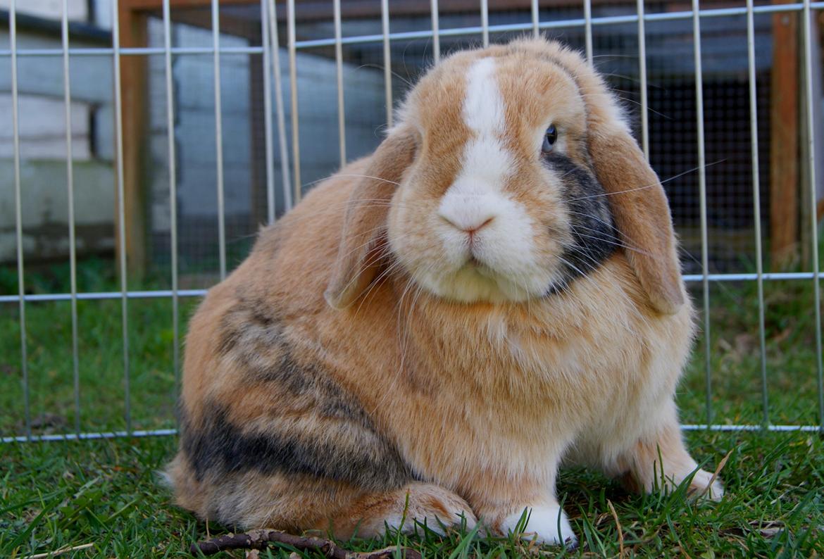 Kanin |DV| Aras´ Piccoli - Min meget smukke Piccoli <3 billede 1