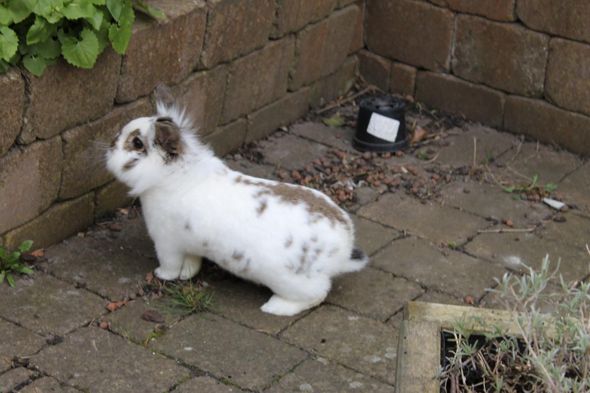 Kanin Carlo billede 3