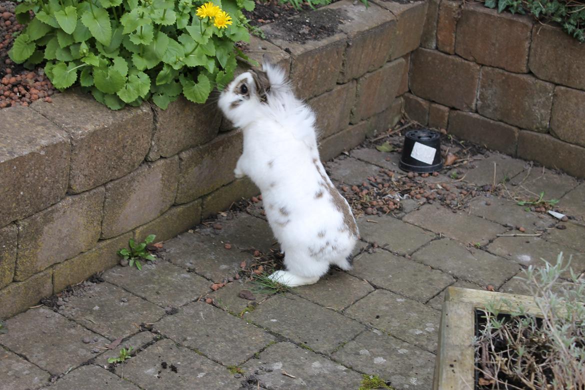 Kanin Carlo billede 4