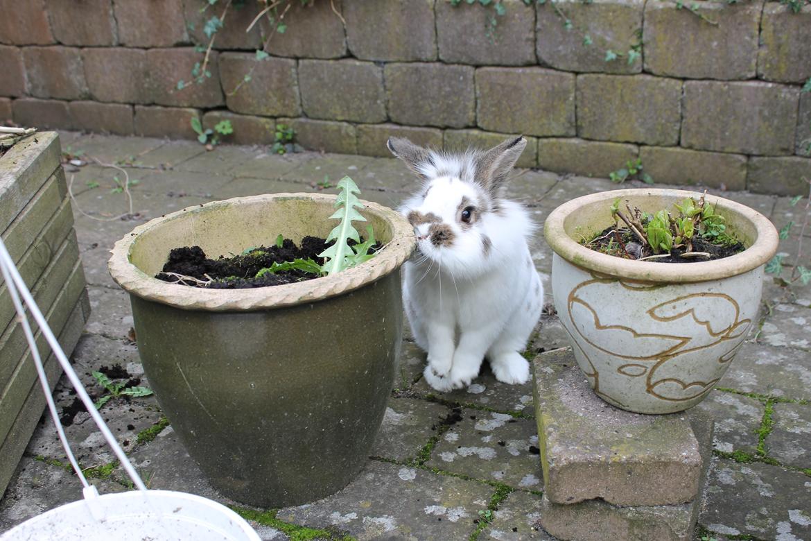 Kanin Carlo billede 2