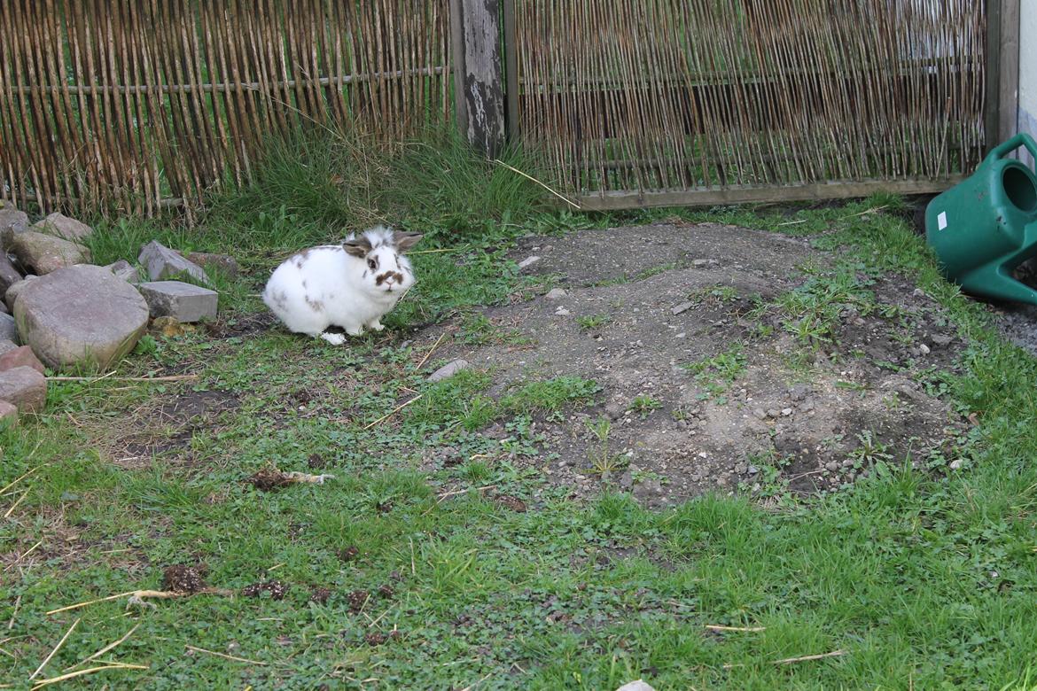 Kanin Carlo billede 6