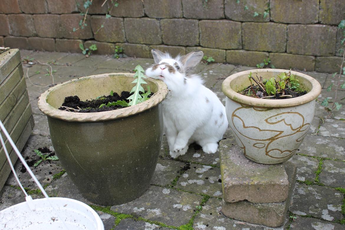 Kanin Carlo billede 1