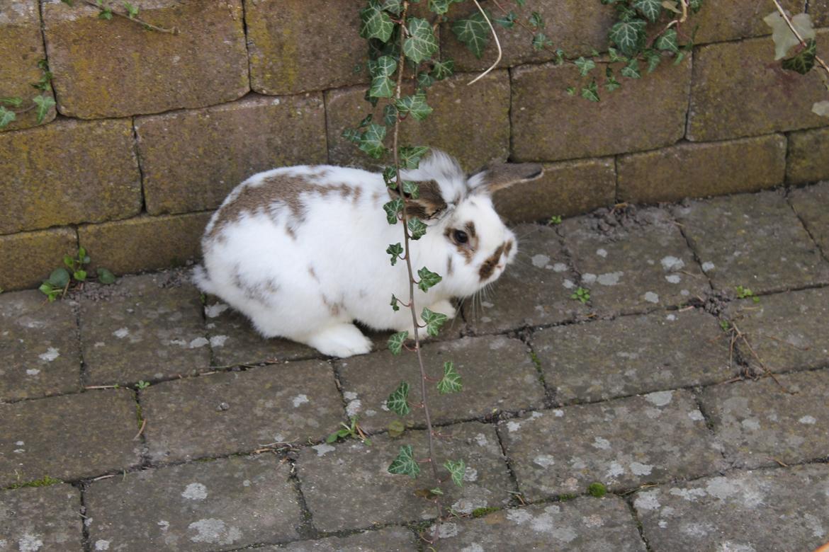 Kanin Carlo billede 5