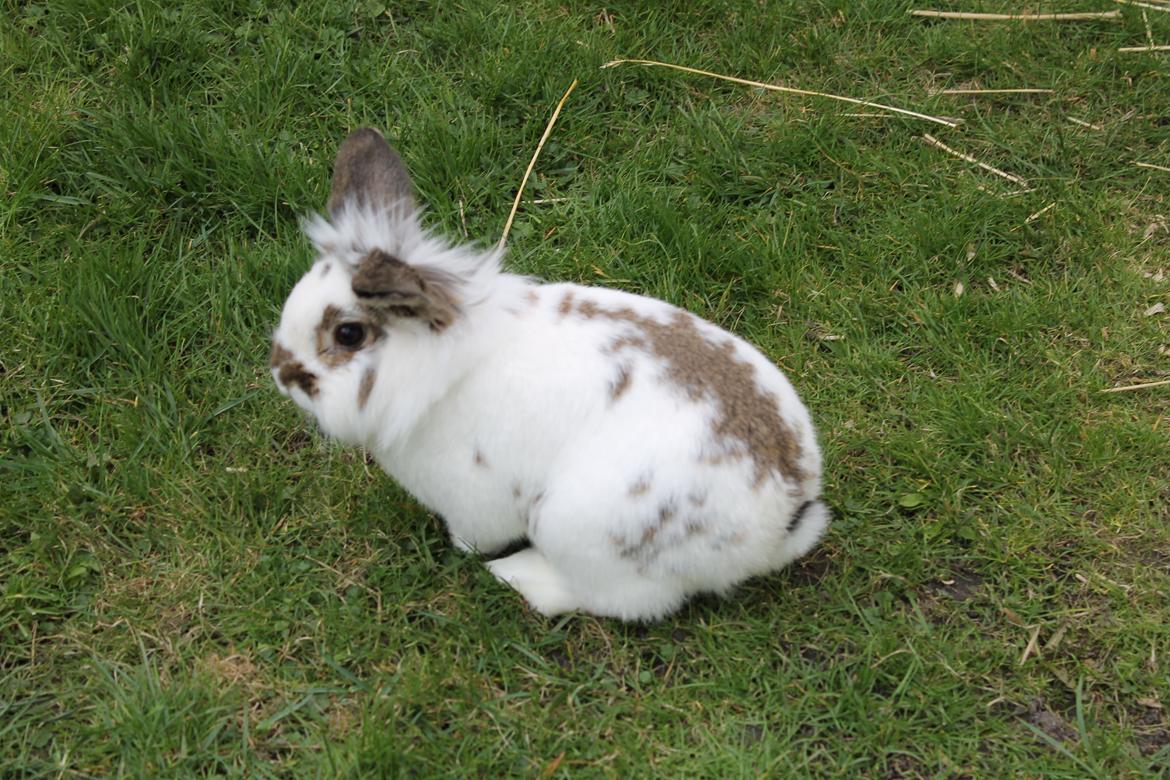 Kanin Carlo billede 7