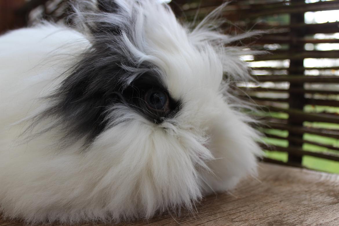 Kanin Sally billede 4