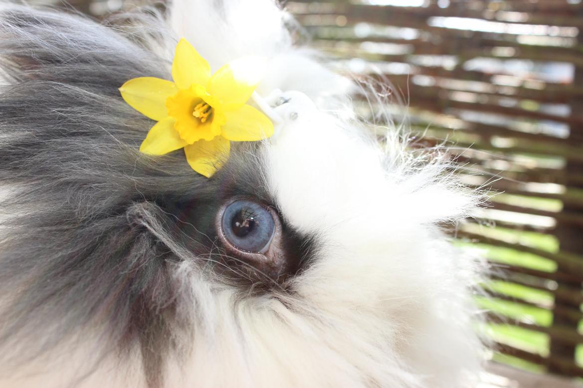 Kanin Sally billede 7