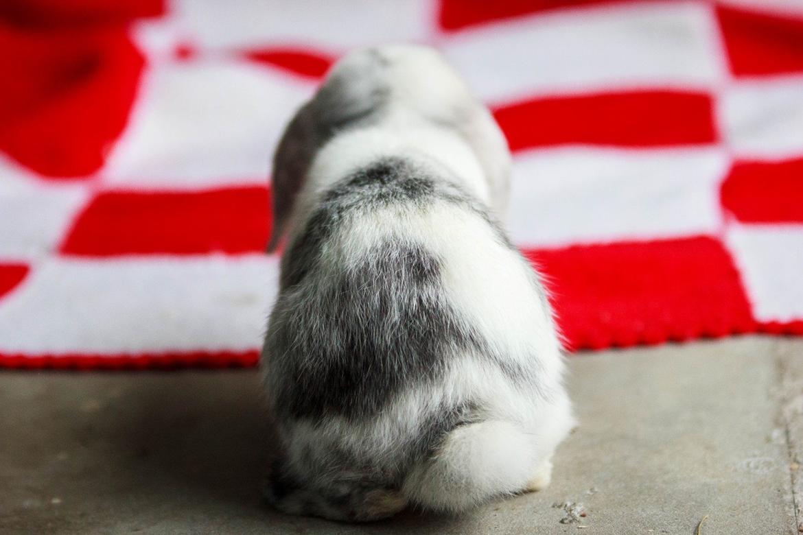 Kanin Vindeholme's Aya billede 18