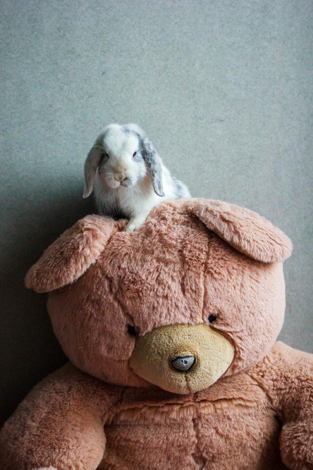 Kanin Vindeholme's Aya billede 20