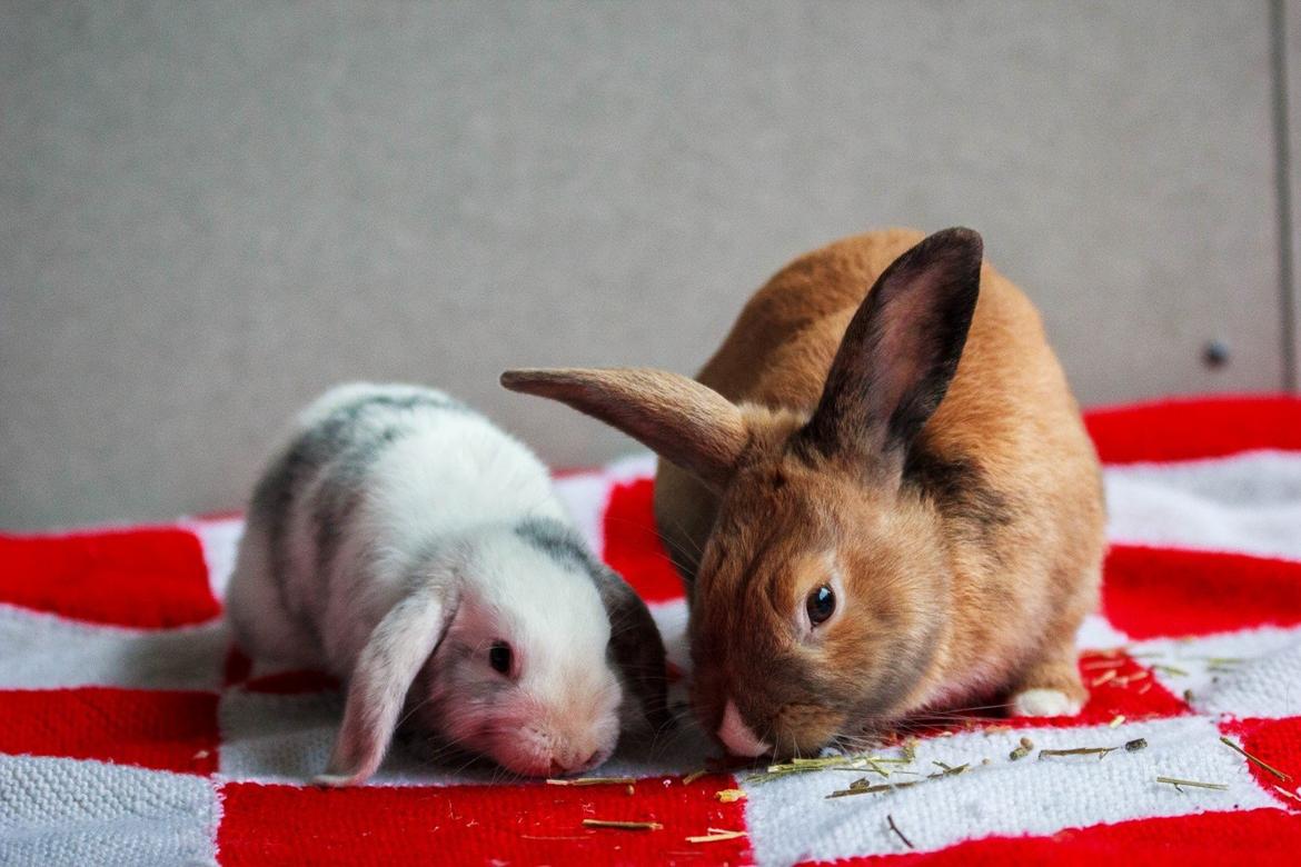 Kanin Vindeholme's Aya billede 19