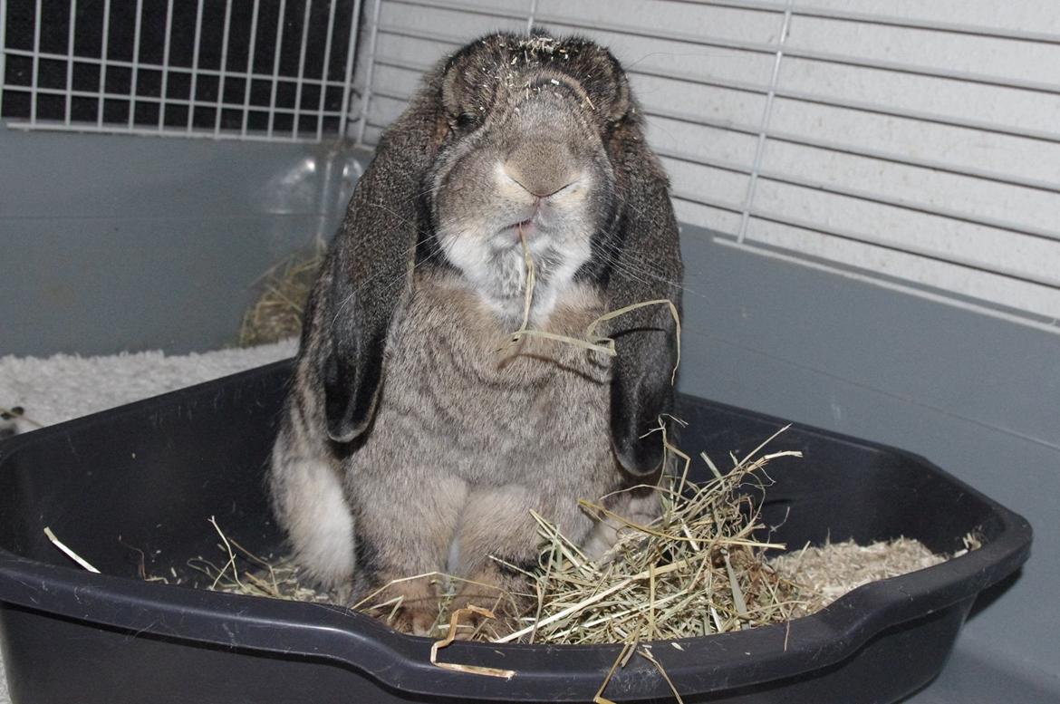 Kanin Mundo Fransk vædder billede 10