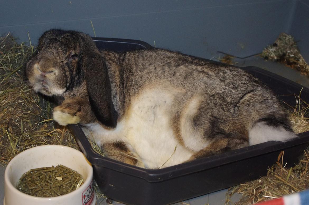 Kanin Mundo Fransk vædder - Slapper lidt af billede 1