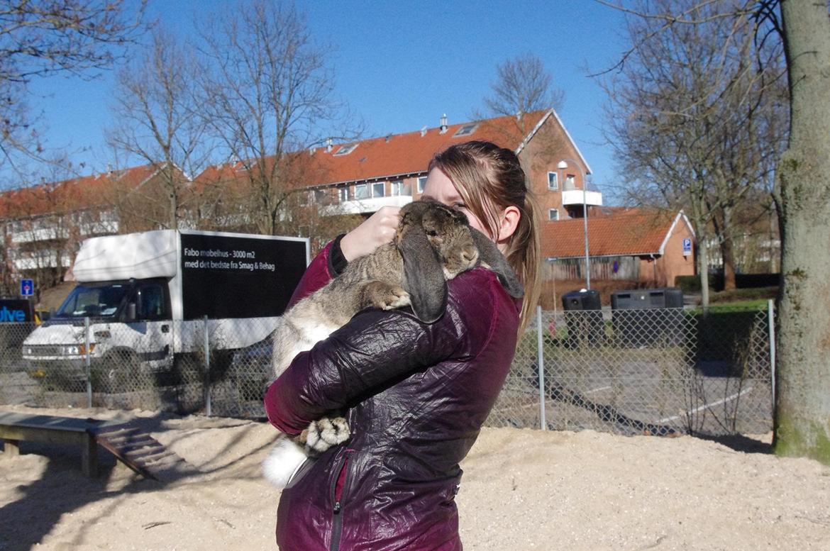 Kanin Mundo Fransk vædder - Første forårstur 2014 billede 7