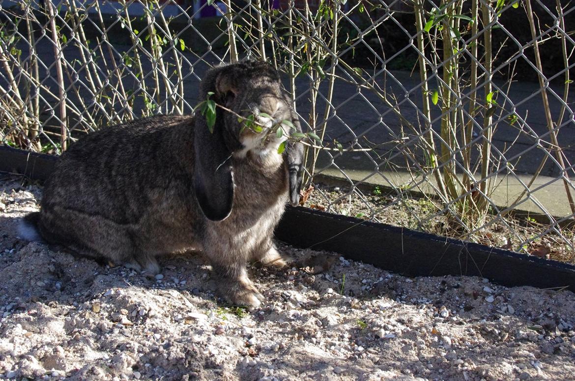 Kanin Mundo Fransk vædder - Nyder foråret 2014 billede 8