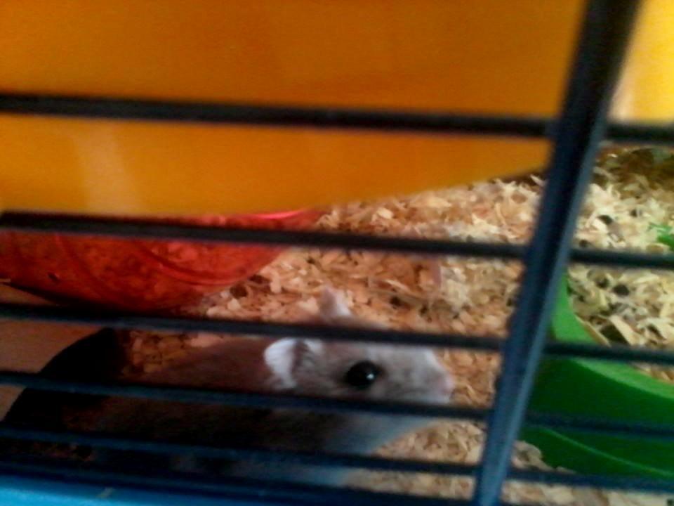 Dværghamster Mille R.I.P billede 1