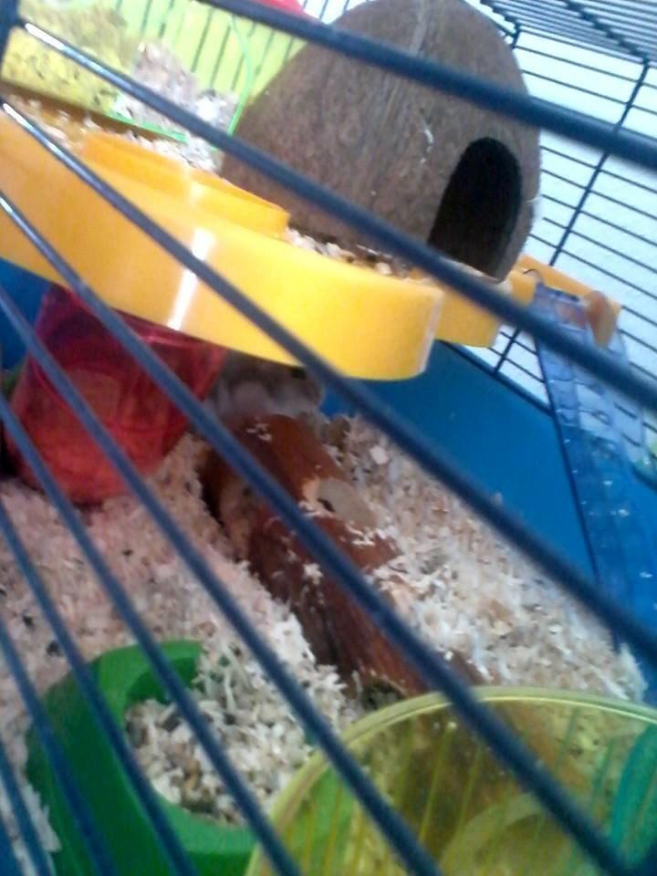 Dværghamster Mille R.I.P billede 3