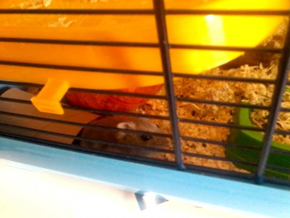 Dværghamster Mille R.I.P billede 4