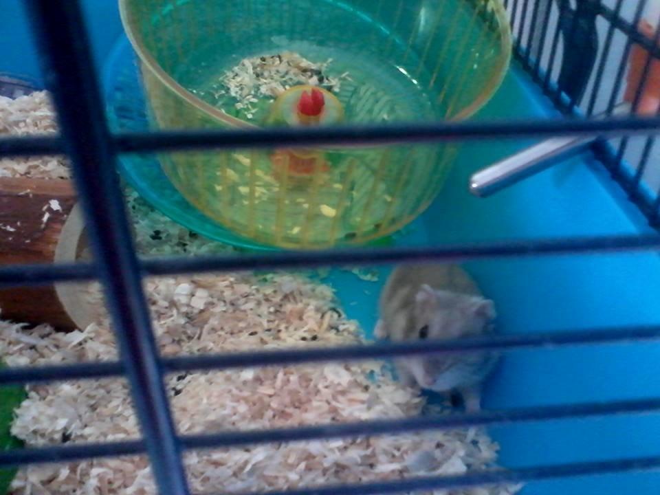 Dværghamster Mille R.I.P billede 2