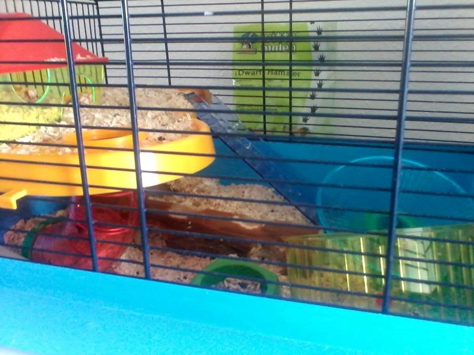 Dværghamster Mille R.I.P - Milles fine bur:) billede 5