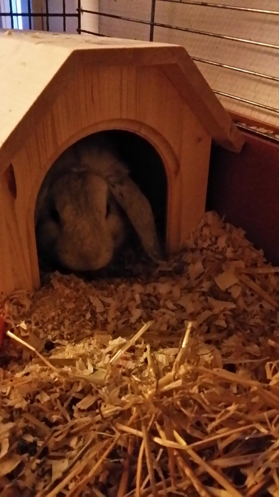 Kanin snebold billede 8