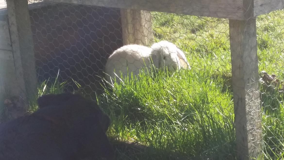 Kanin snebold billede 9