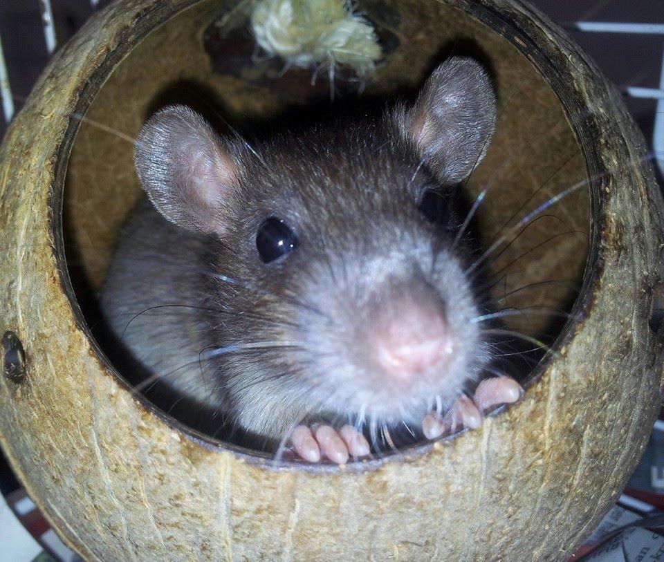 Tamrotte Guldbæks Prins Valdemar billede 1