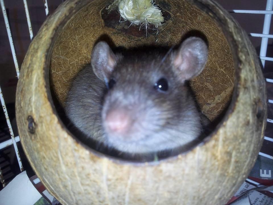 Tamrotte Guldbæks Prins Valdemar billede 2