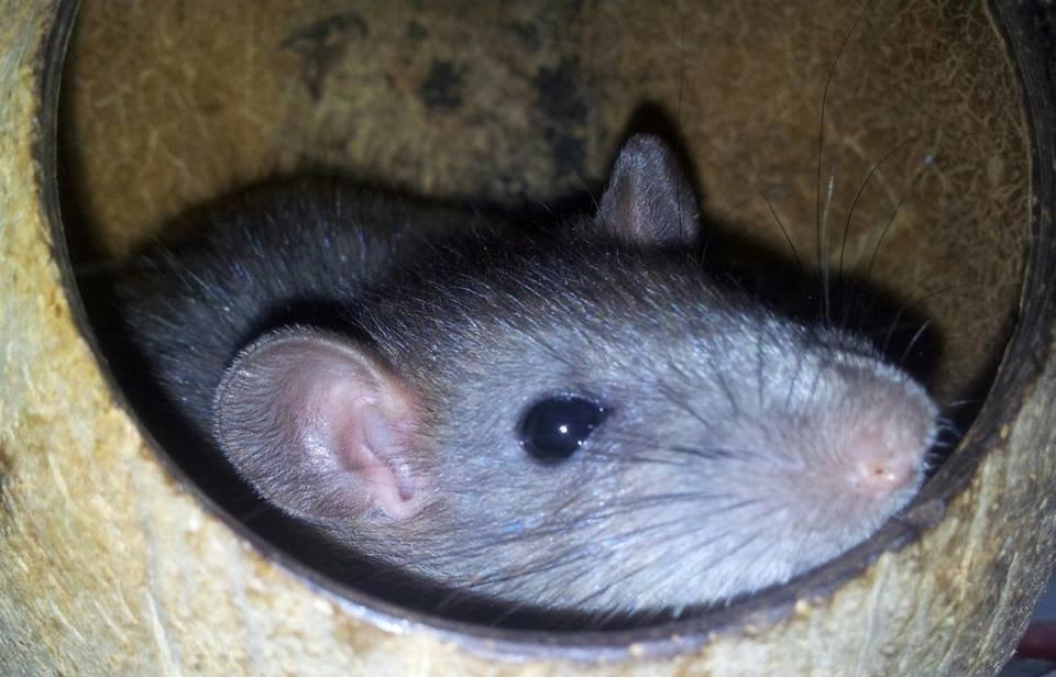 Tamrotte Guldbæks Prins Valdemar billede 3