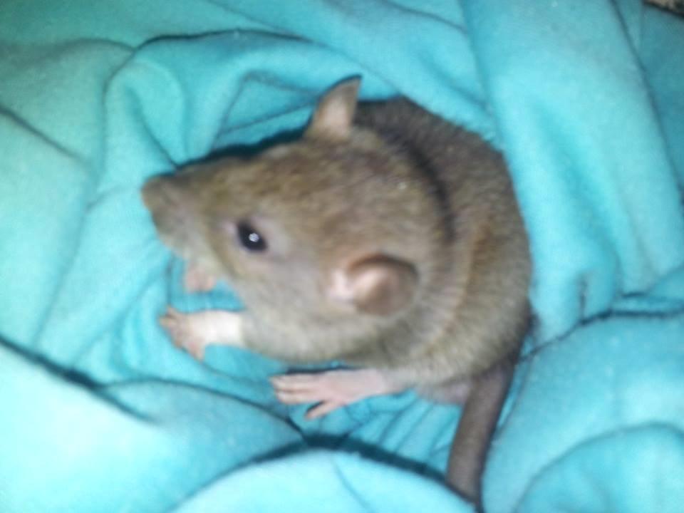 Tamrotte Guldbæks Prins Valdemar billede 4