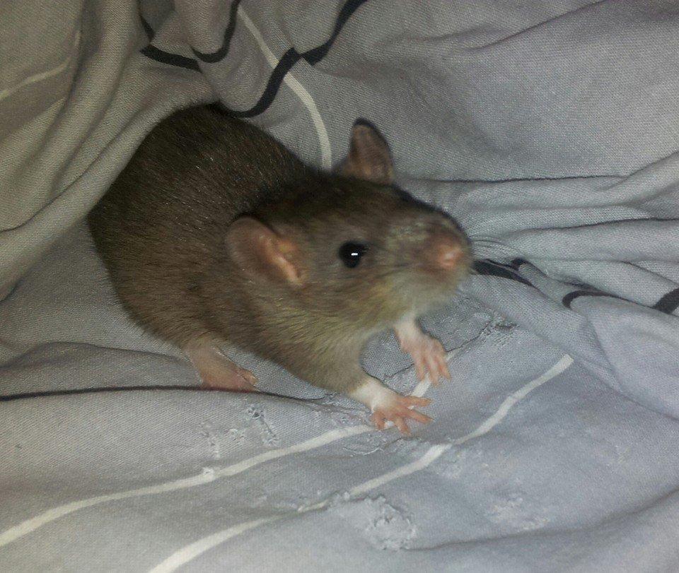 Tamrotte Guldbæks Prins Valdemar billede 5