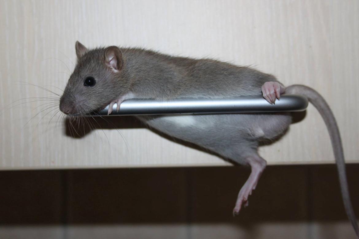 Tamrotte Guldbæks Prins Valdemar billede 6